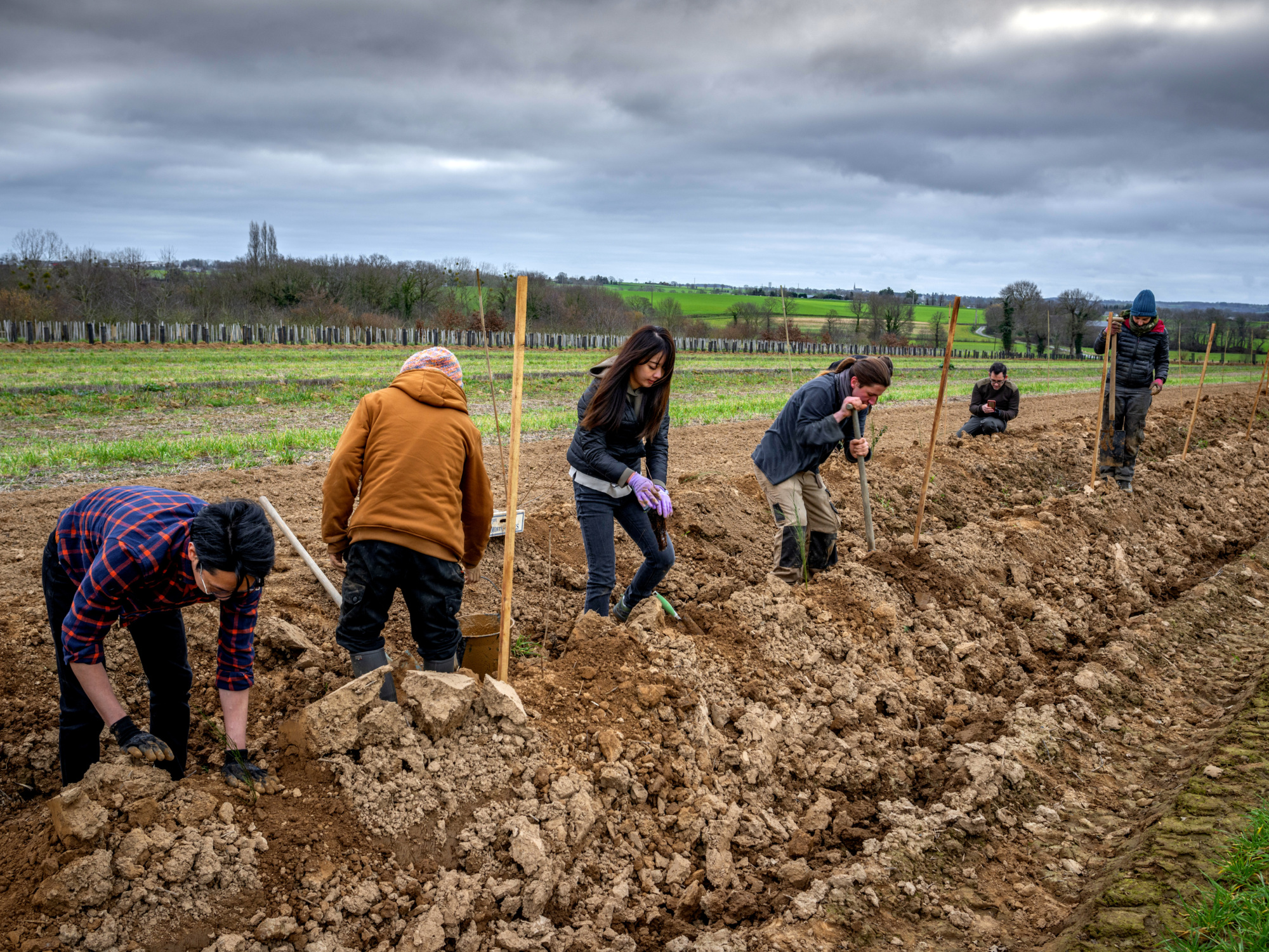 Plantation de haies bocagères