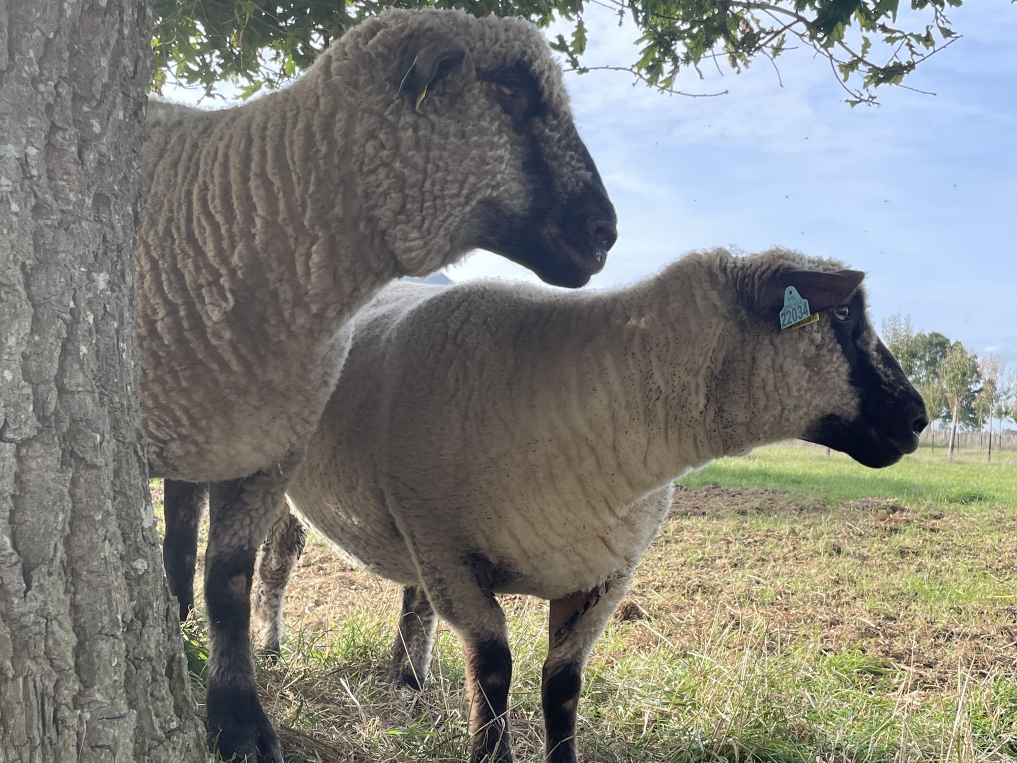 Les moutons