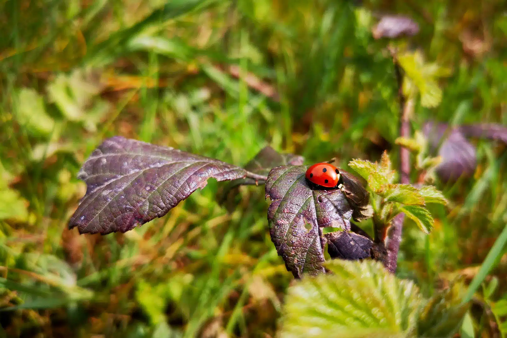 Inventaire de la faune sur le domaine de la Villime